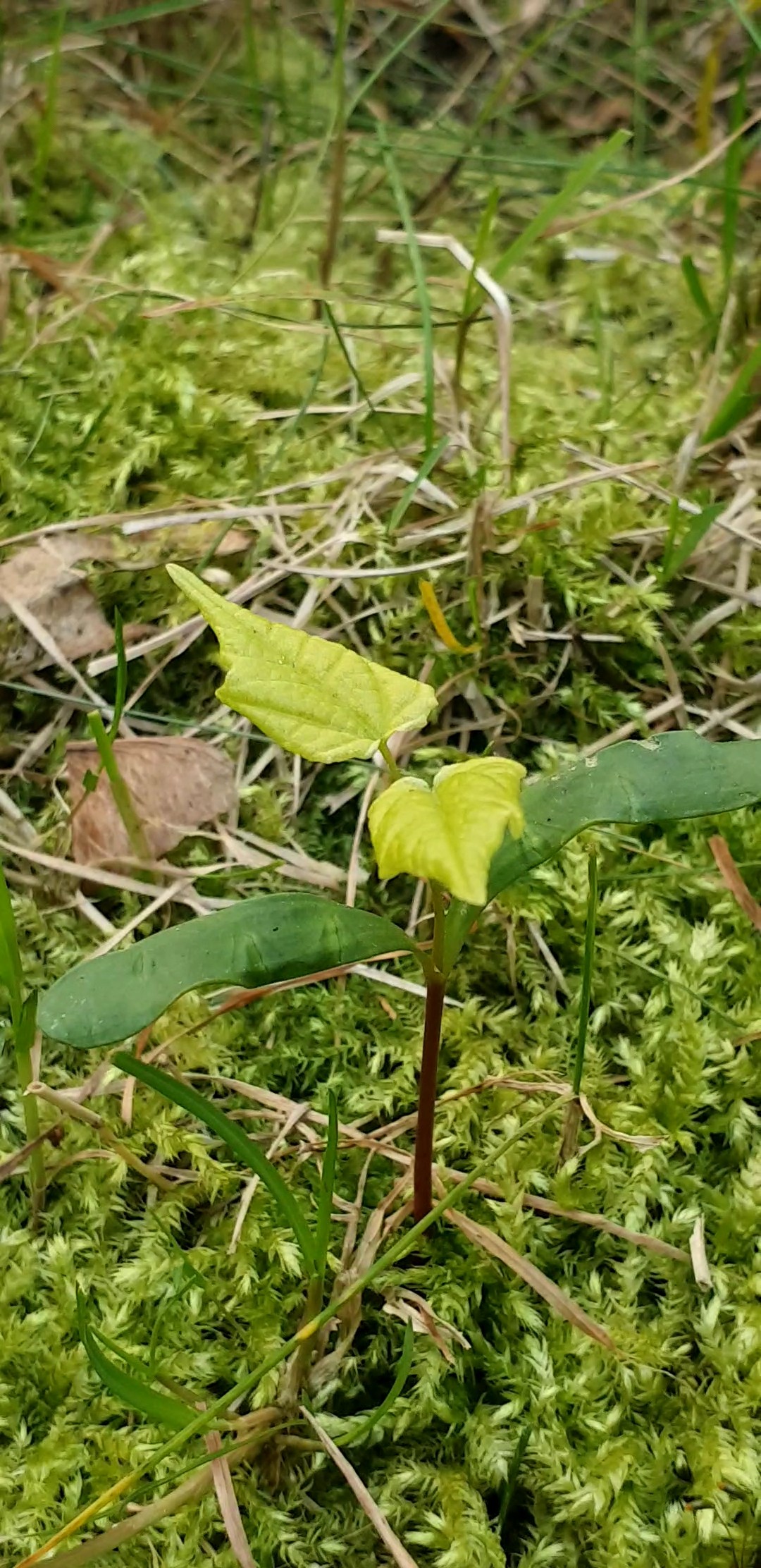 Annexe 20200328_122903_capture_compress85.jpg