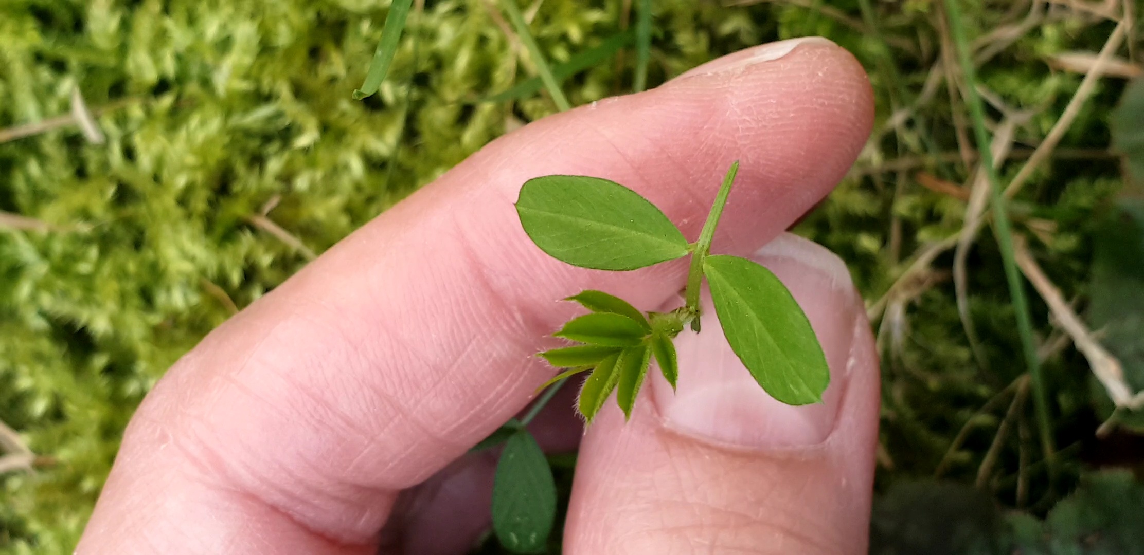 Annexe 20200328_123044_capture(0)_compress97.jpg