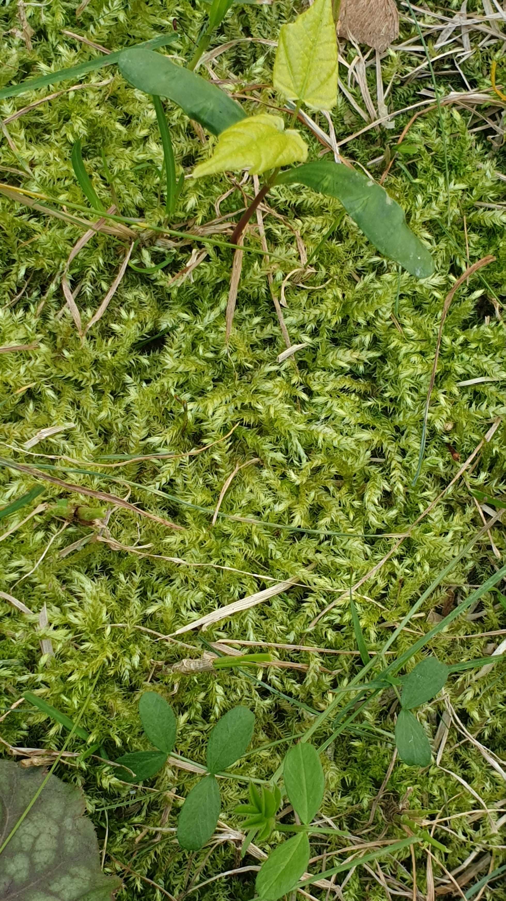 Annexe 20200328_231148_compress37.jpg