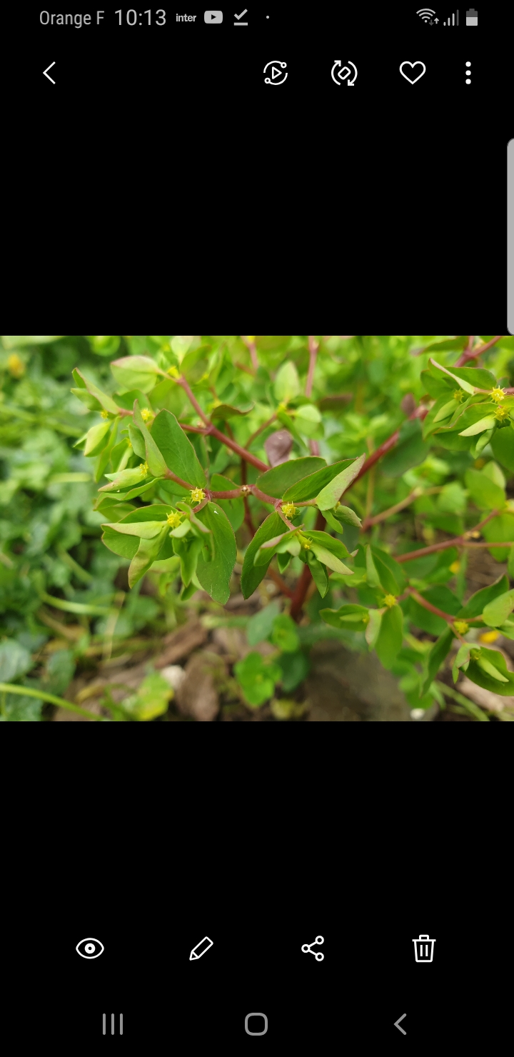 Annexe Screenshot_20200329-101302_Gallery.jpg