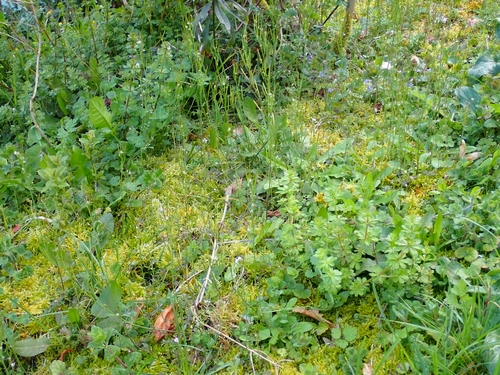 Annexe 1 m² dans mon jardin.JPG