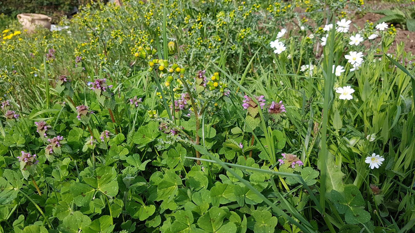 Annexe 20200329_105427_compress38.jpg