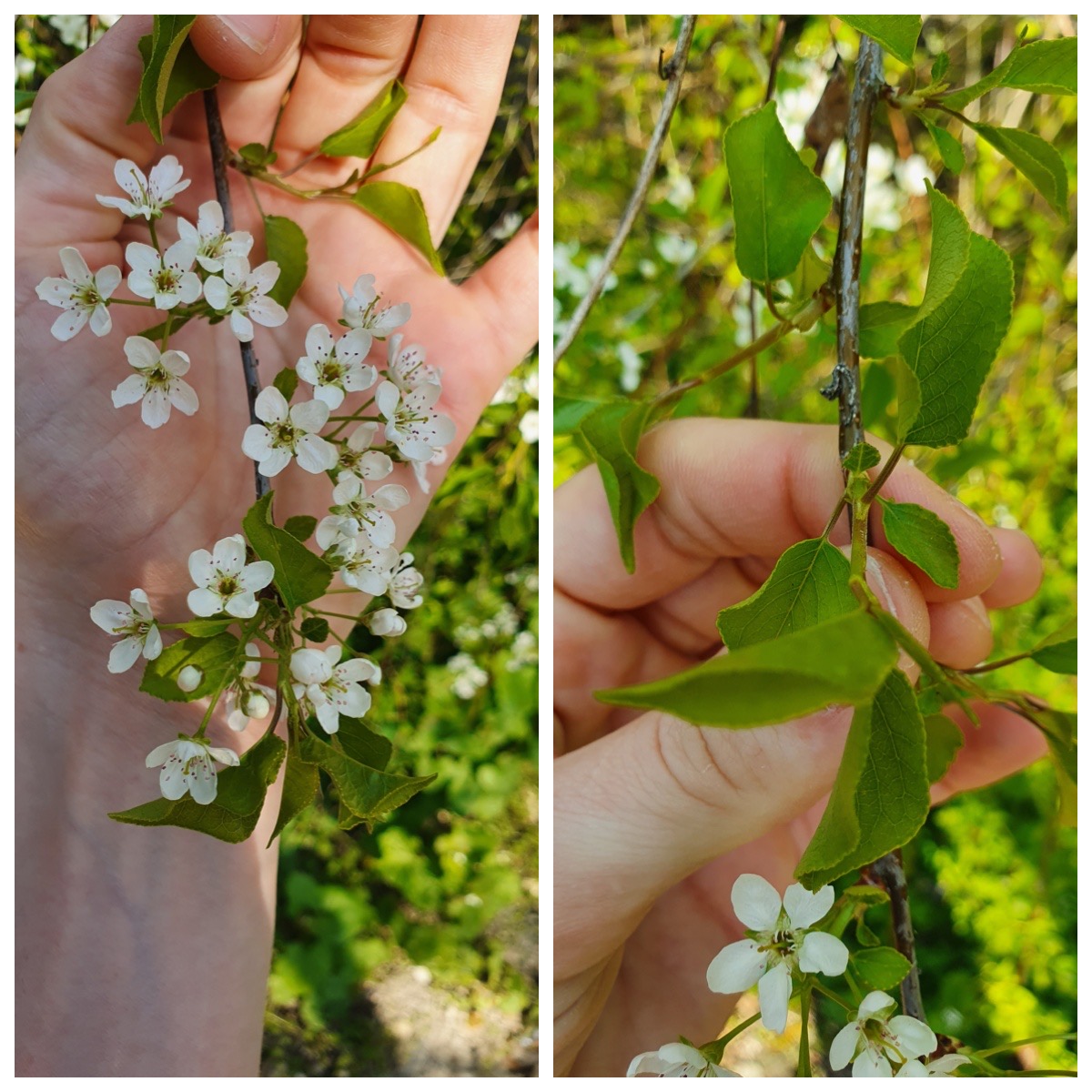 Annexe Mystère 1.jpeg