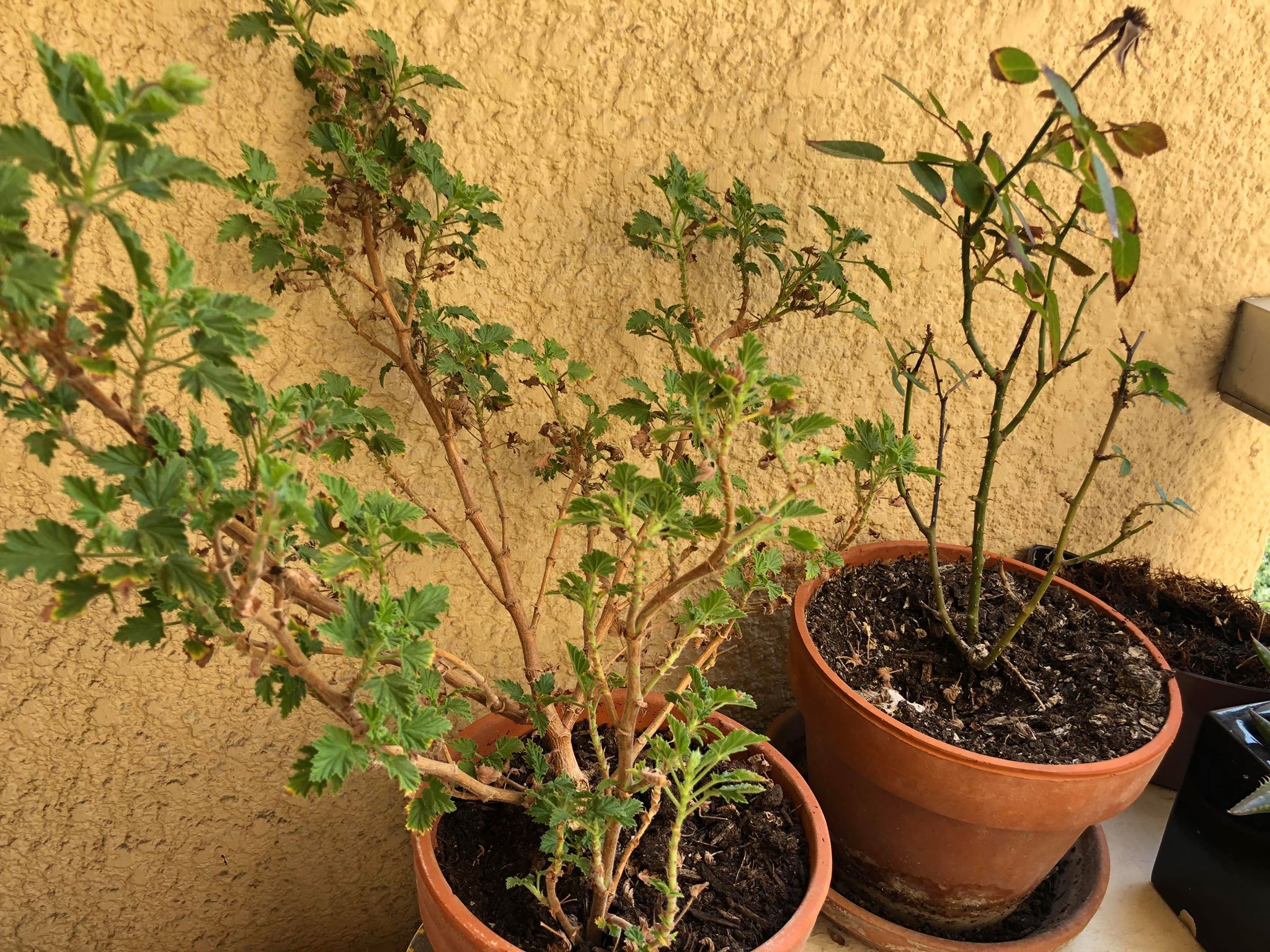 Annexe 91370937_672311580003790_8826745550964523008_n.jpg