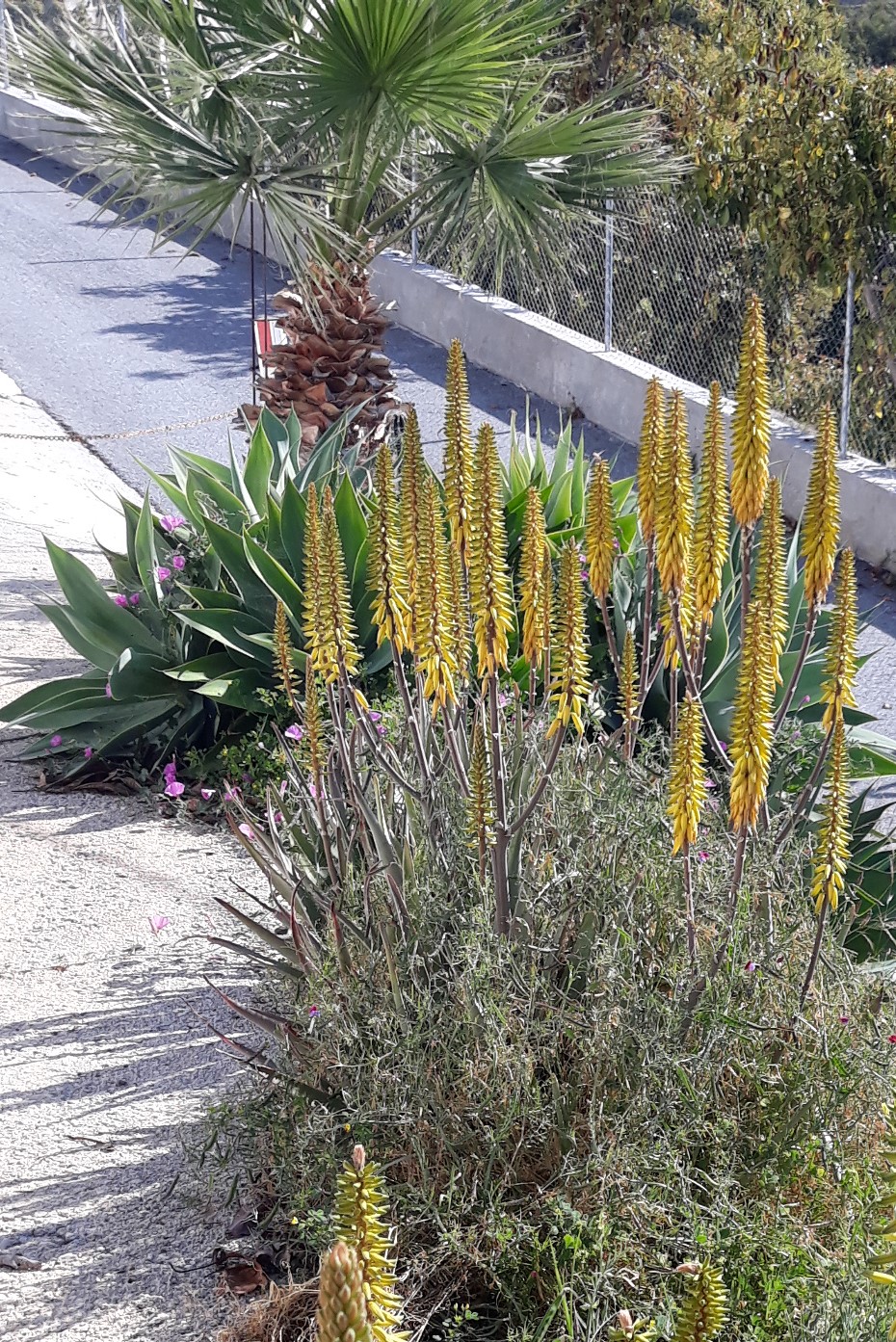 Annexe 20200329_113511c.jpg