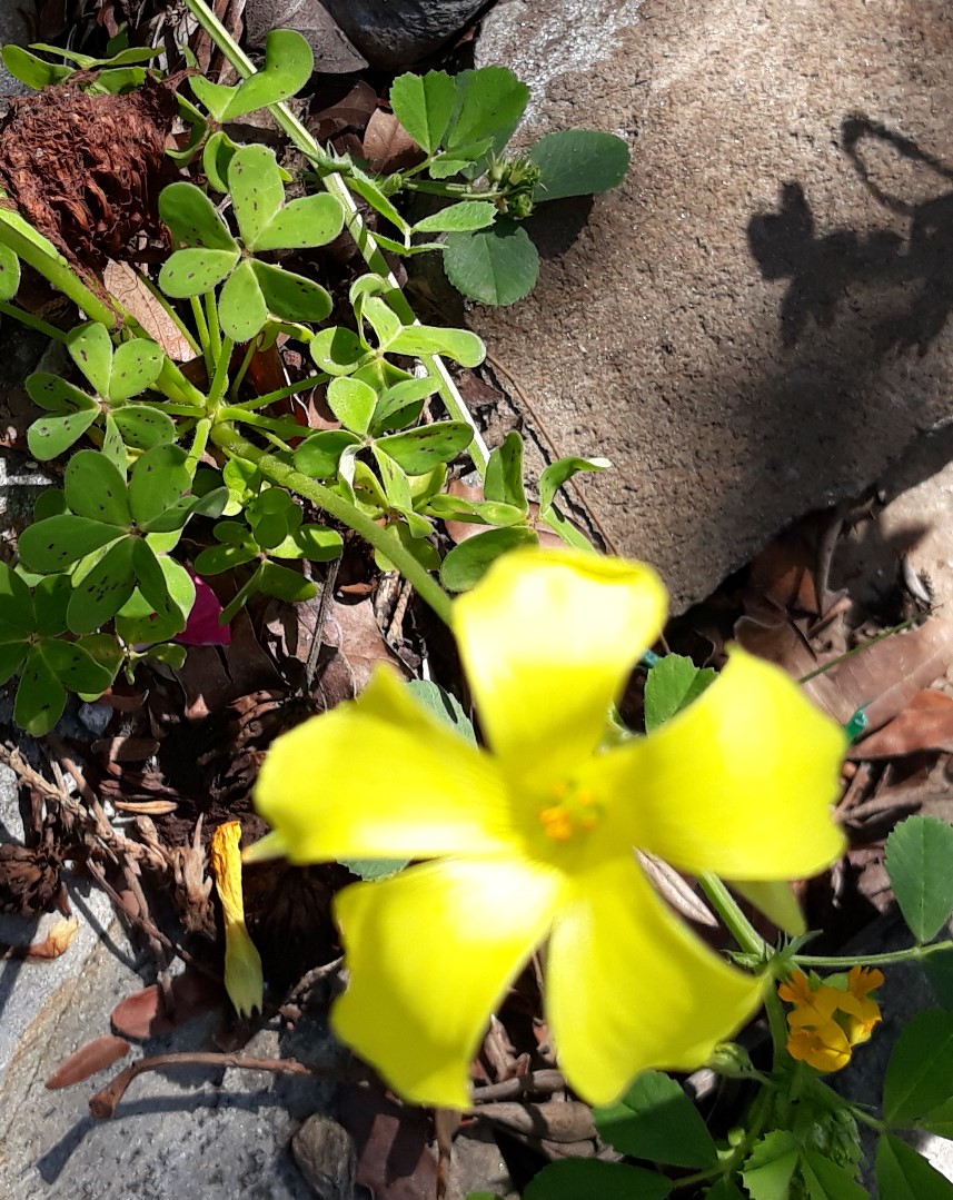 Annexe 20200329_123229b.jpg