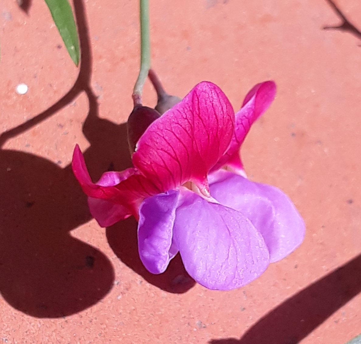 Annexe 20200329_125133b.jpg