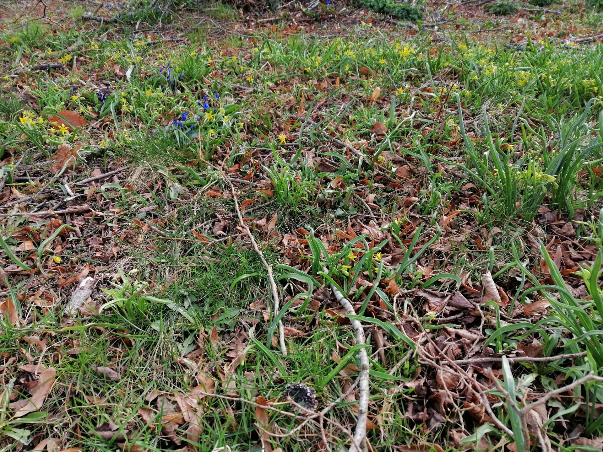 Annexe 91169669_525302248368436_2939155693858455552_n.jpg