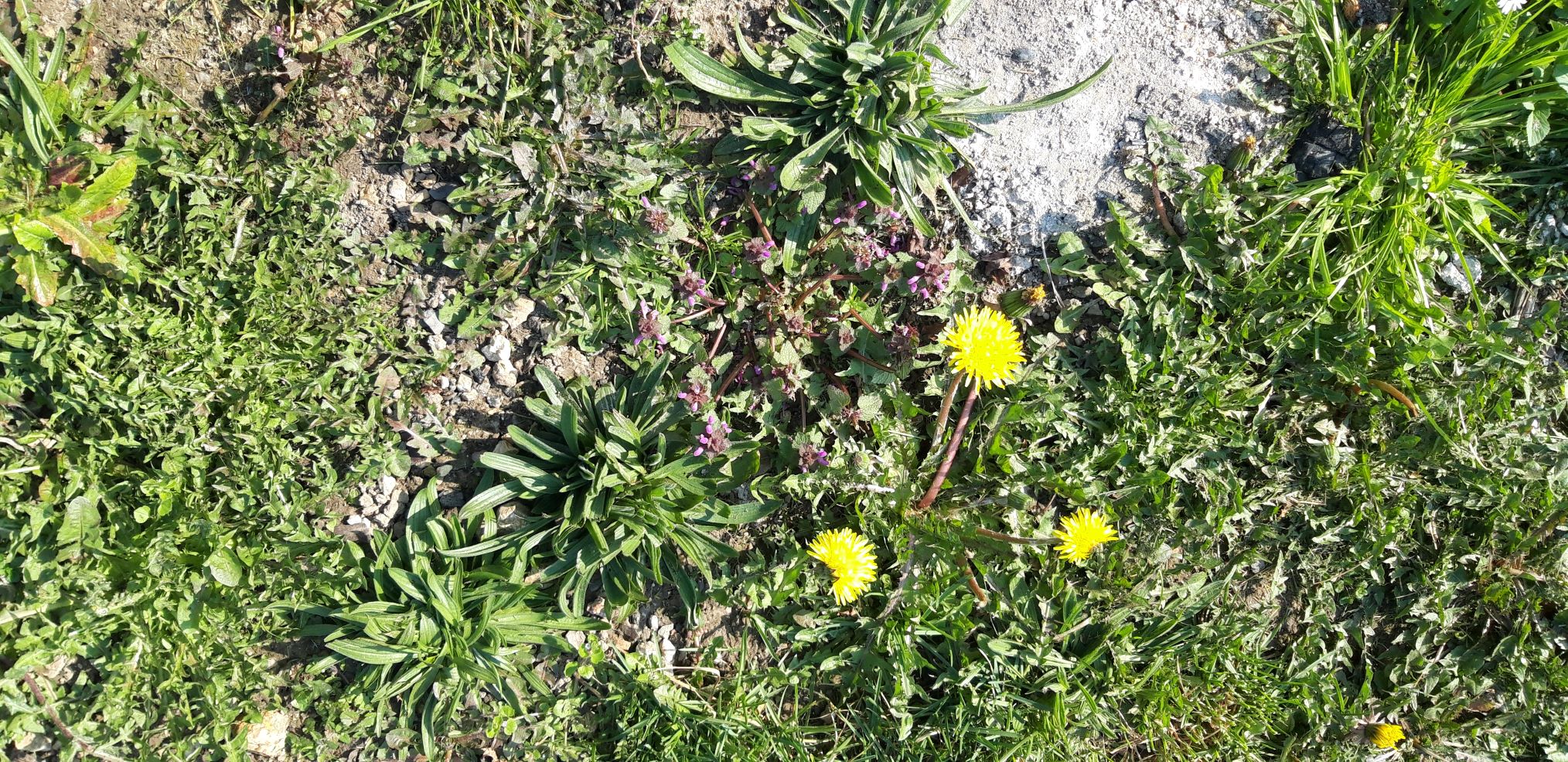 Annexe Chemin 28 03 2020 Dinant.Be.jpg