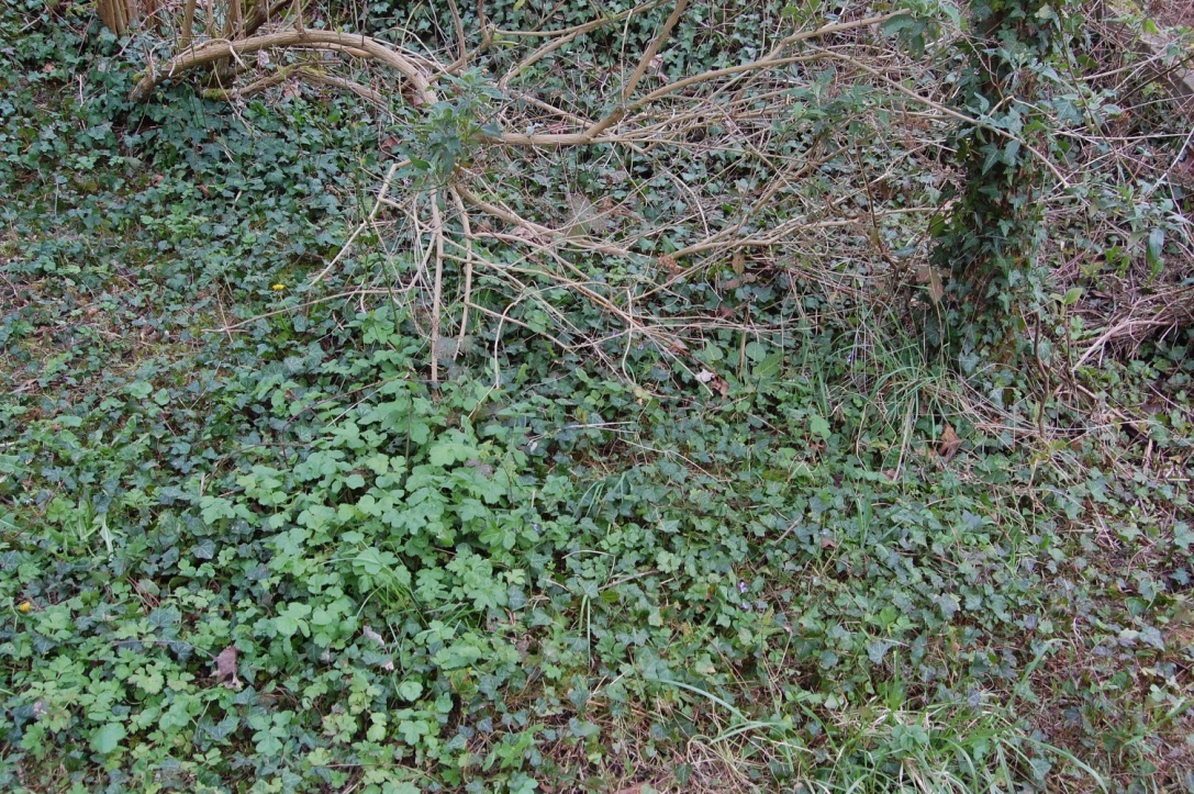 Annexe Biodiv_jardin.jpg