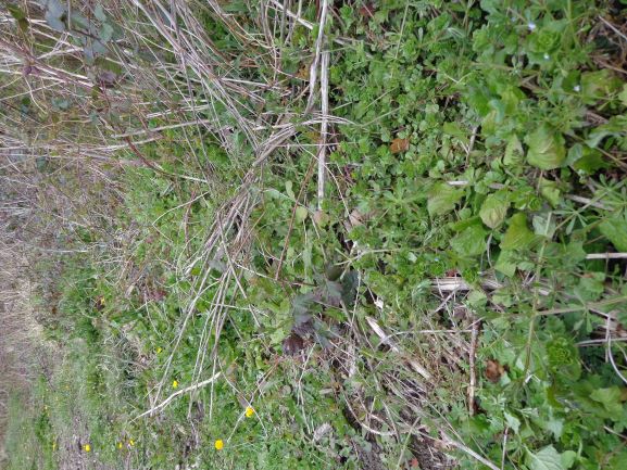 Annexe DSC05512 - Copie 2 PHOTO 5.JPG