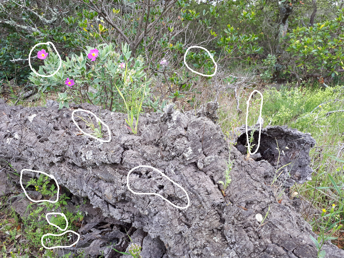 Annexe biodiversité.jpg