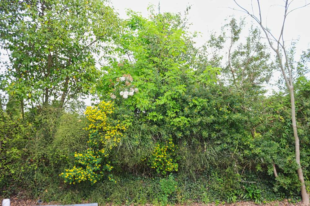 Annexe IMG_6926 (1).jpg