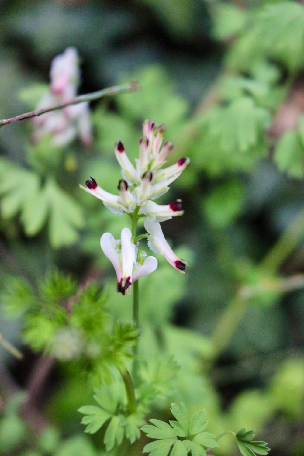 Annexe IMG_6941 (1).jpg