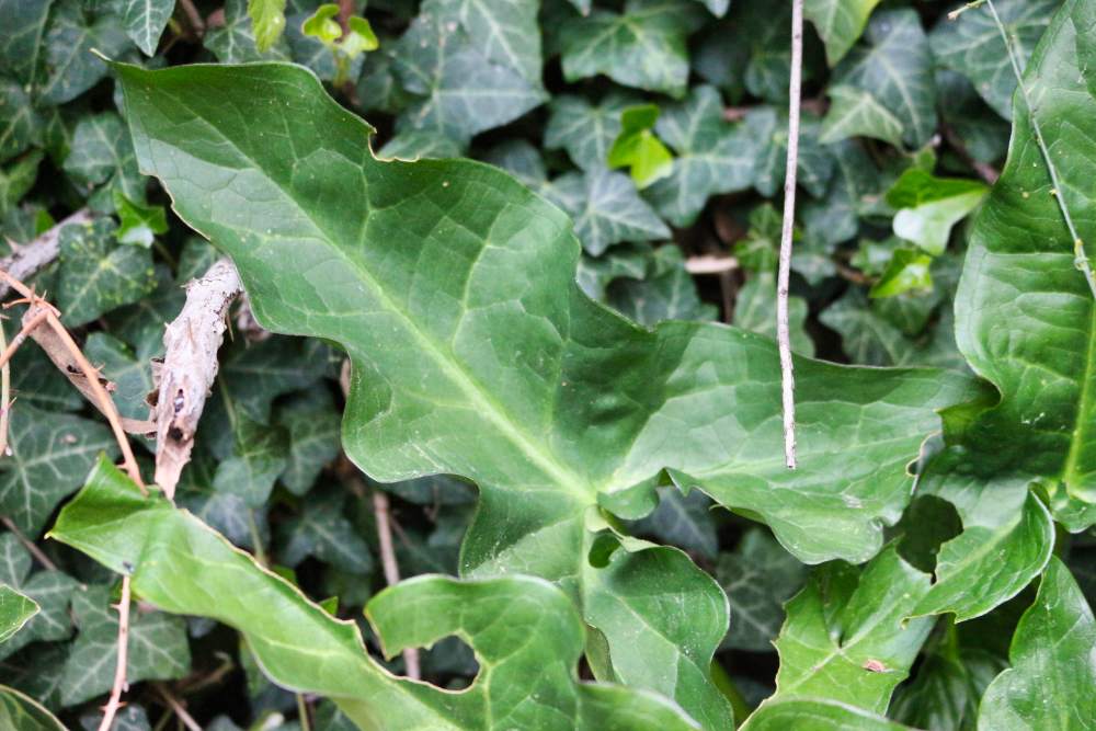 Annexe IMG_6942 (1).jpg