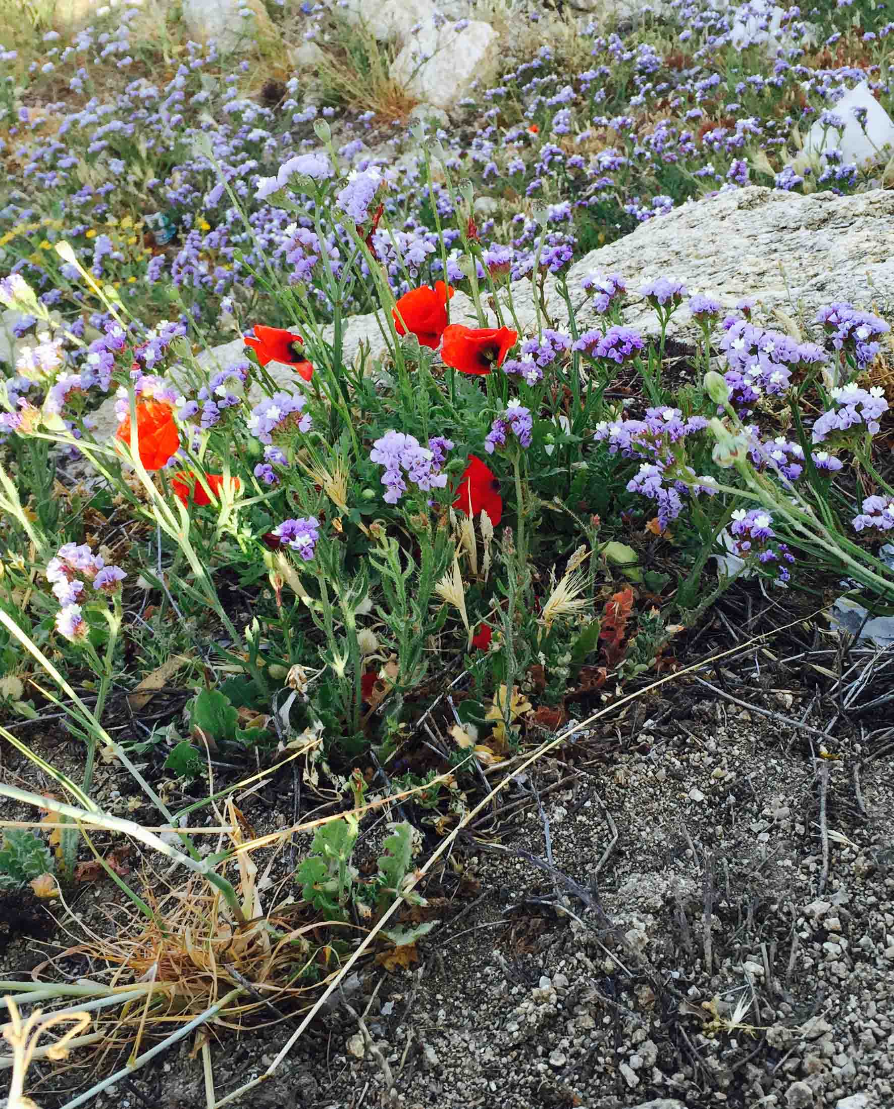 Annexe mykonos-mai2015.jpg