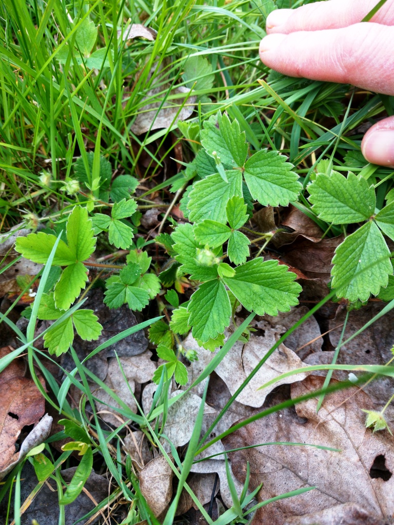 Annexe Fraisier des bois.jpg