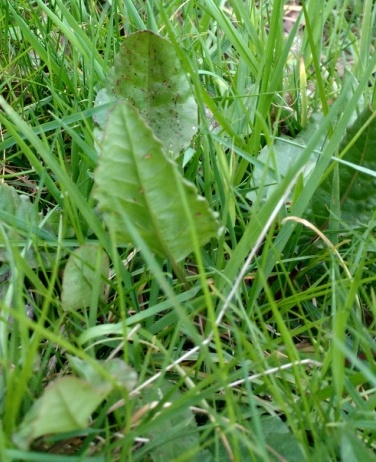 Annexe epinard oseille.jpg