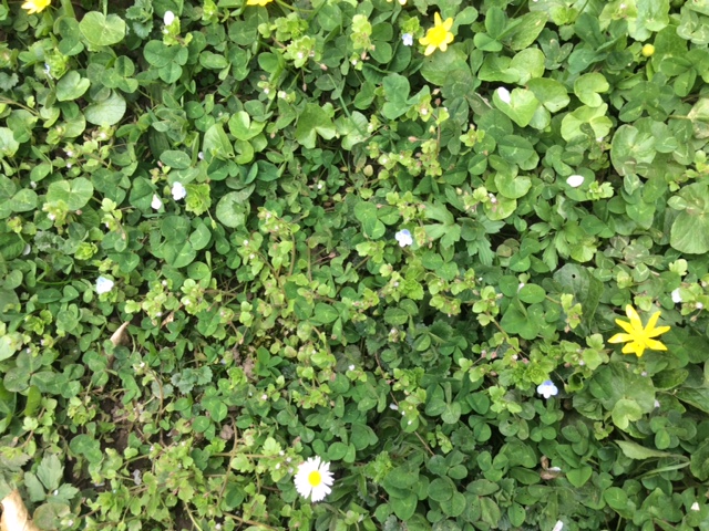 Annexe IMG_2947-2.JPG