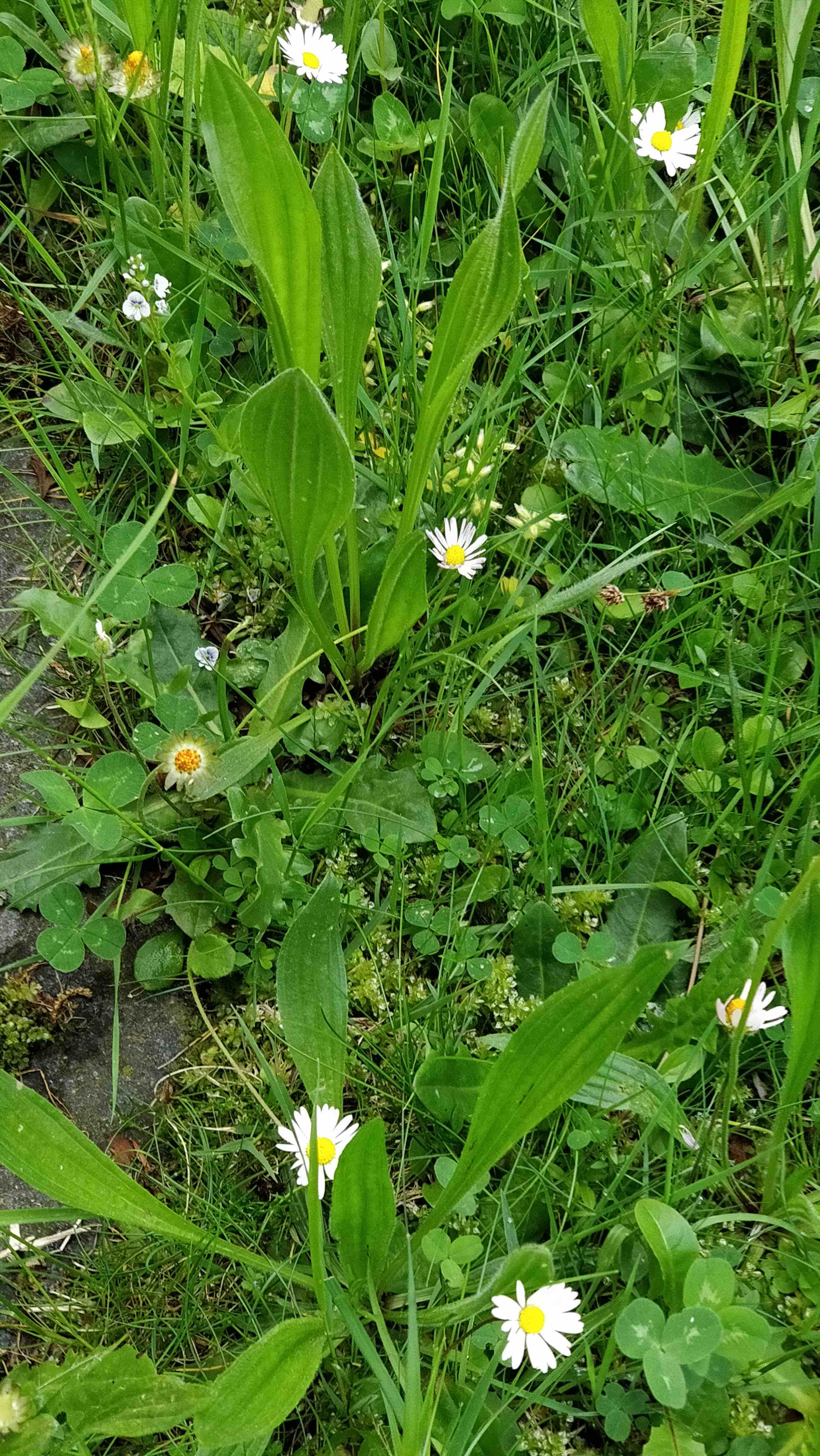 Annexe IMG_20180504_113951.jpg