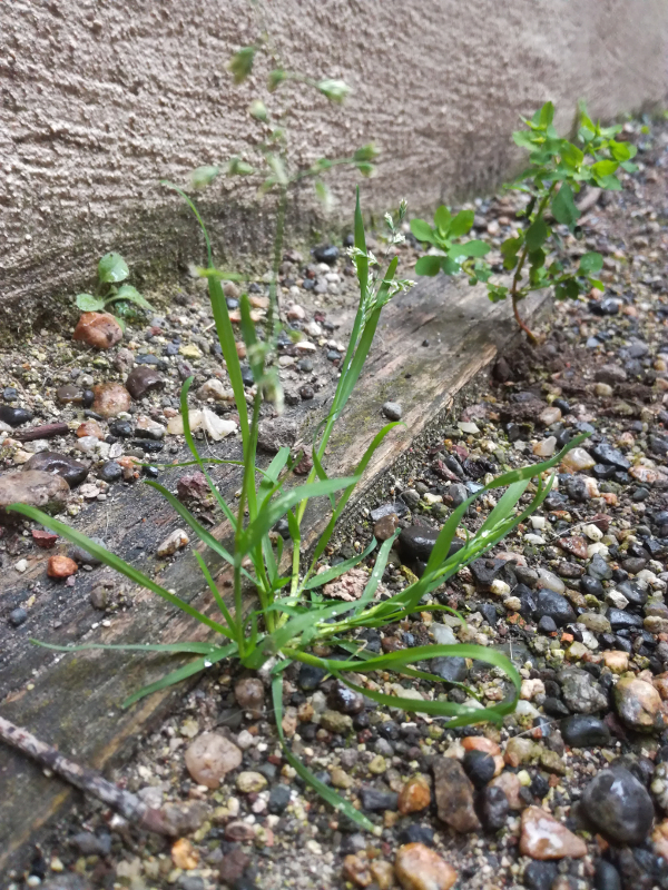 Annexe Passage gravillonné.jpg