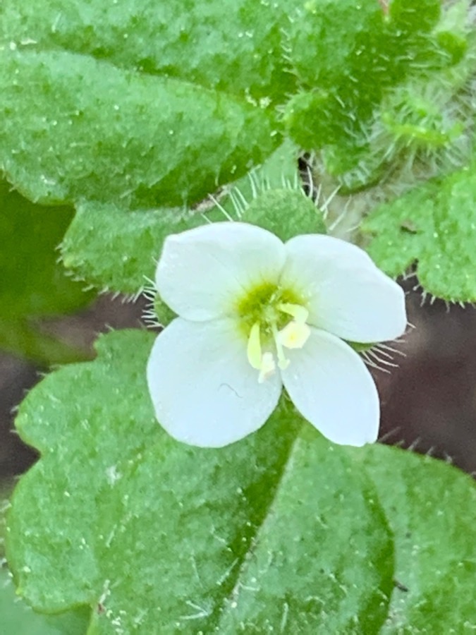 Annexe 313135CE-EB99-4C11-97B3-034E4A46EAE4.jpeg