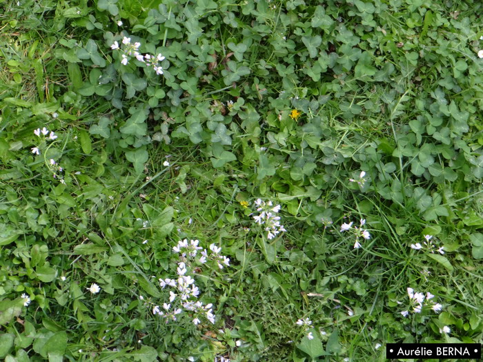 Annexe DSC06359 - Copie_resize.JPG