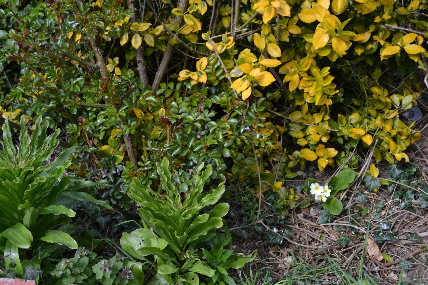 Annexe Biodiversité dans mon jardin.JPG