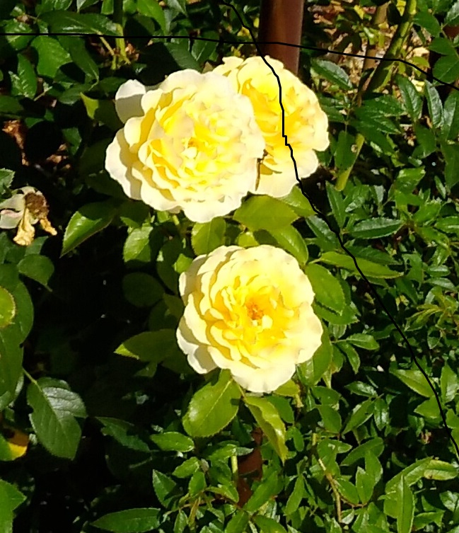 Annexe Arcachon 1.jpg