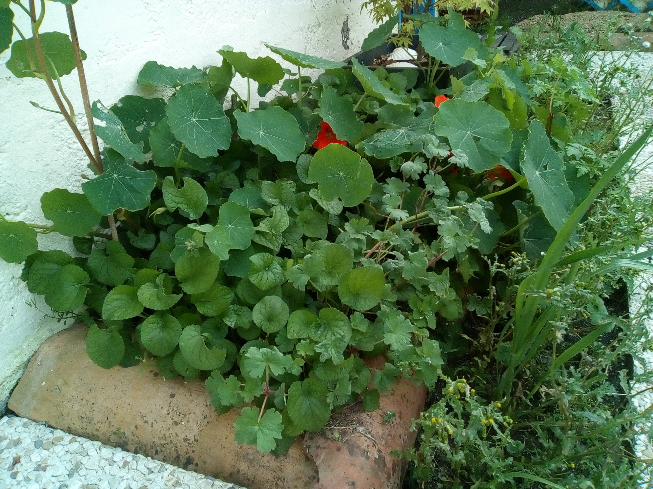 Annexe Biodiversité tp 2-min.jpg