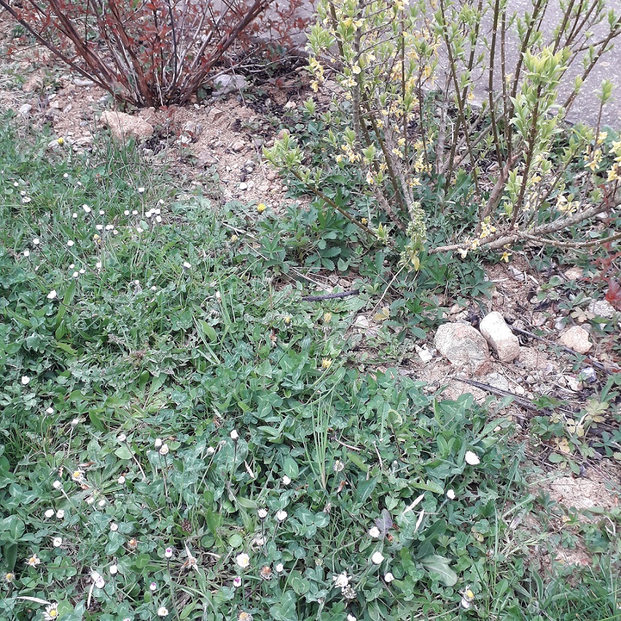 Annexe 20200329_152206.jpg