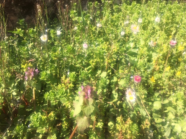 Annexe 16D6602A-E695-44F5-94C1-D5B390EFBE66.jpeg