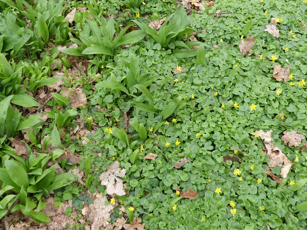 Annexe barvaux jardin.JPG