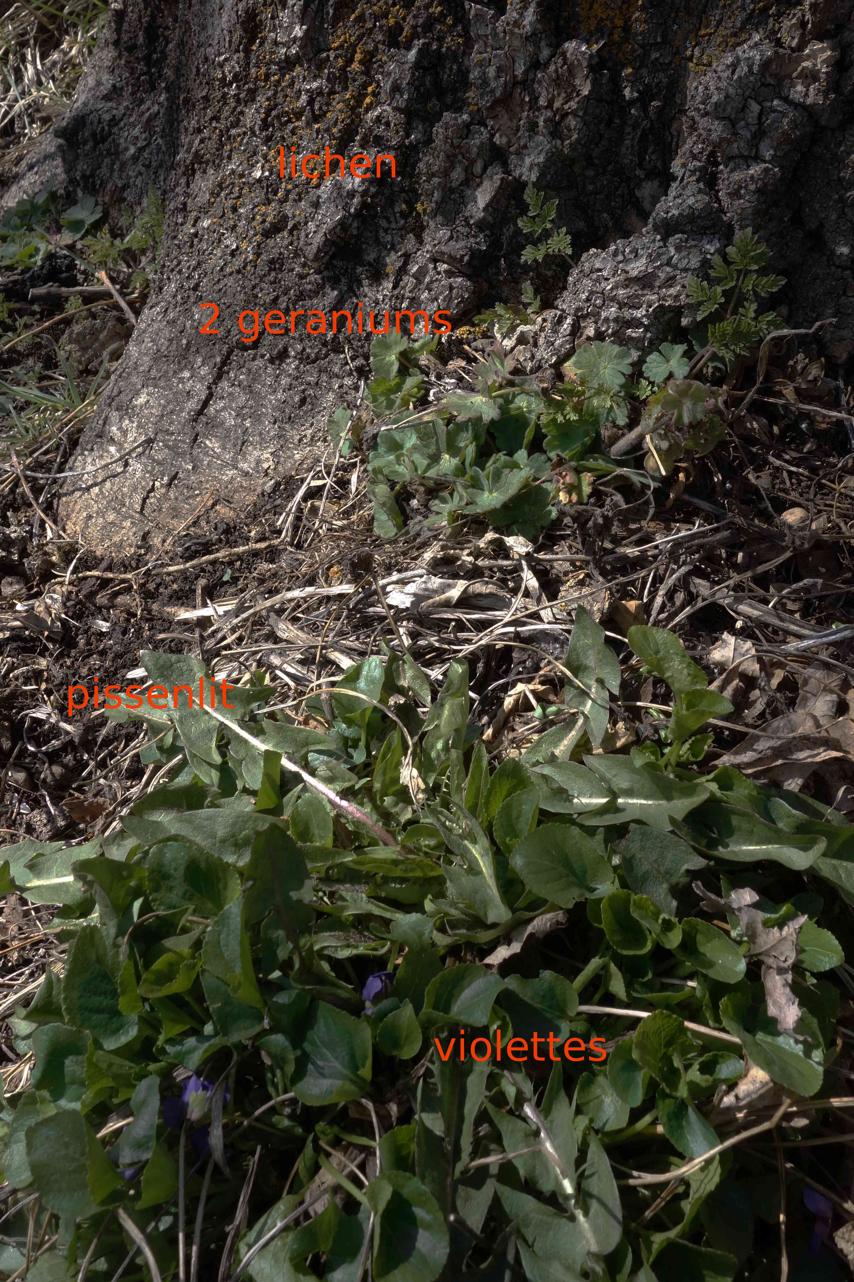 Annexe biodiv-jardin.JPG