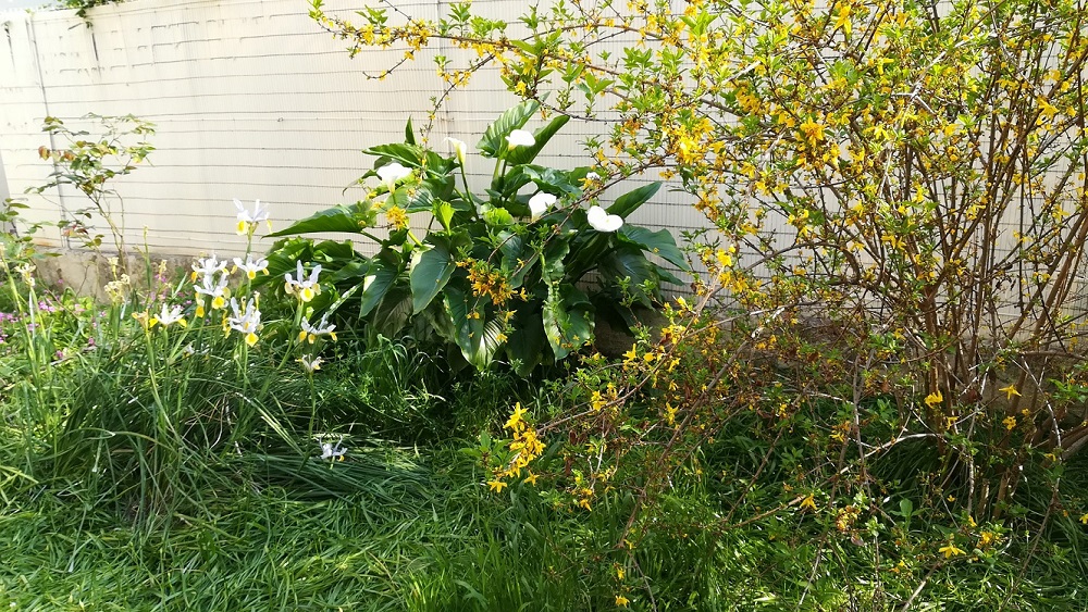 Annexe IMG_20200329_165846.jpg