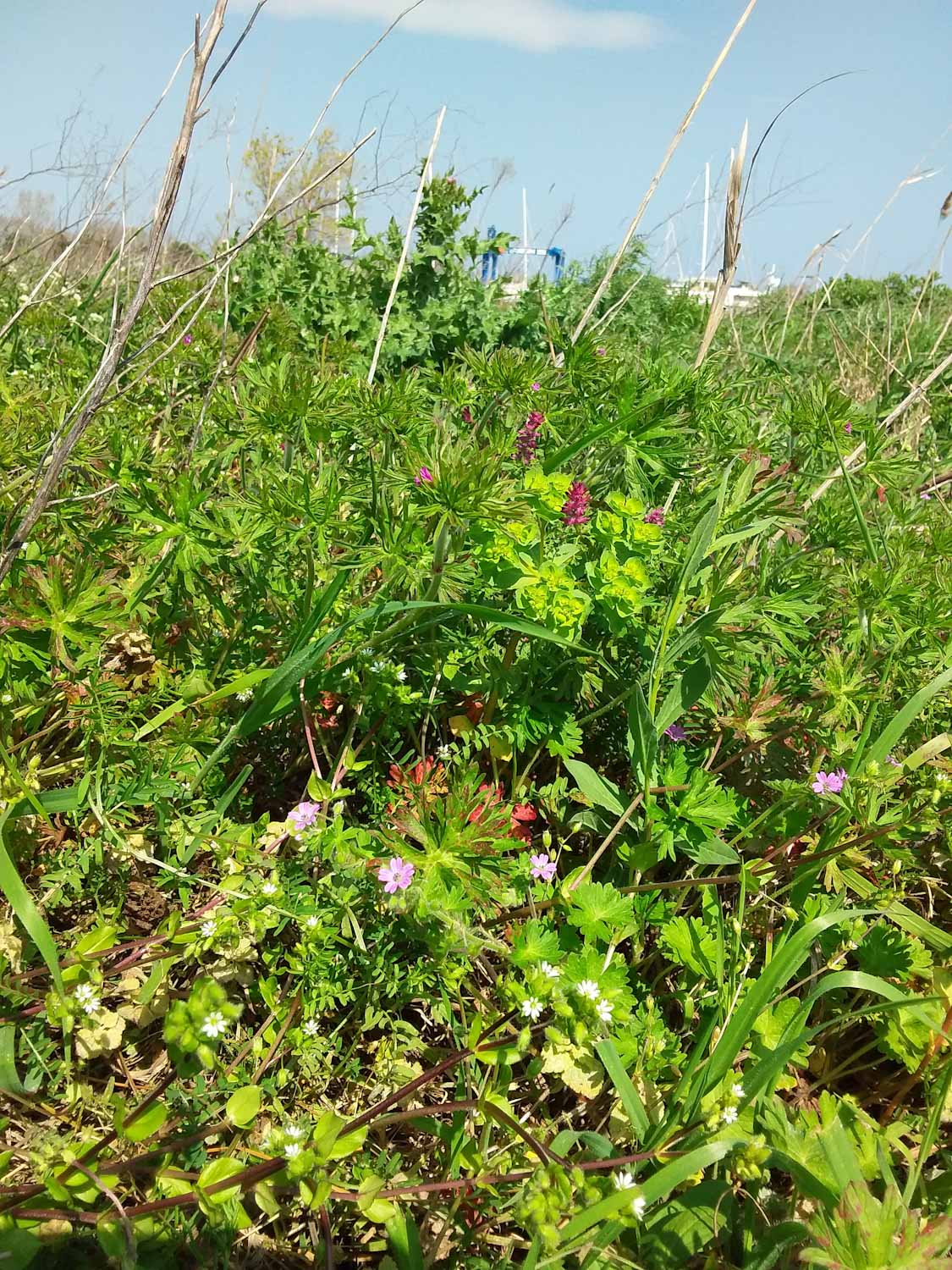 Annexe Stellaria media - Mouron des oiseaux.jpg