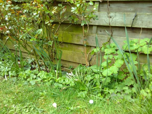 Annexe IMG_20200329_132024 R biodiversité jardin 2 Bruxelles.jpg