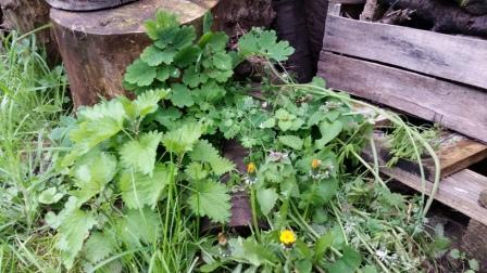 Annexe 20200329_161749.jpg