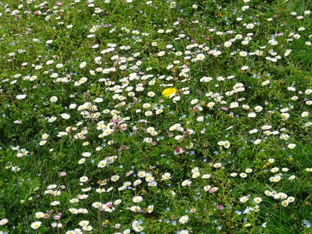 Annexe DSC08651 - Copie.JPG