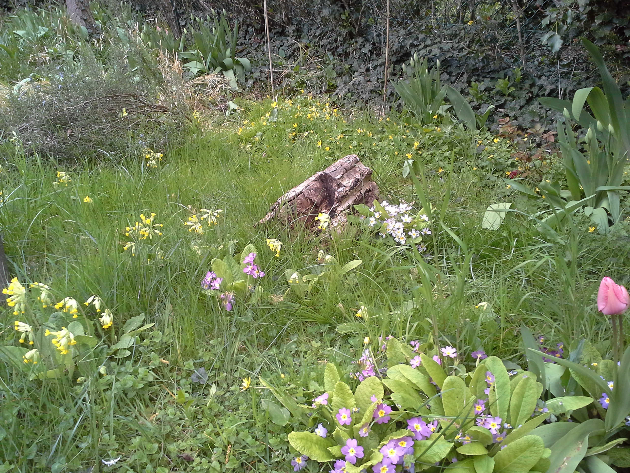 Annexe biodiversité_moocbotanica.jpg