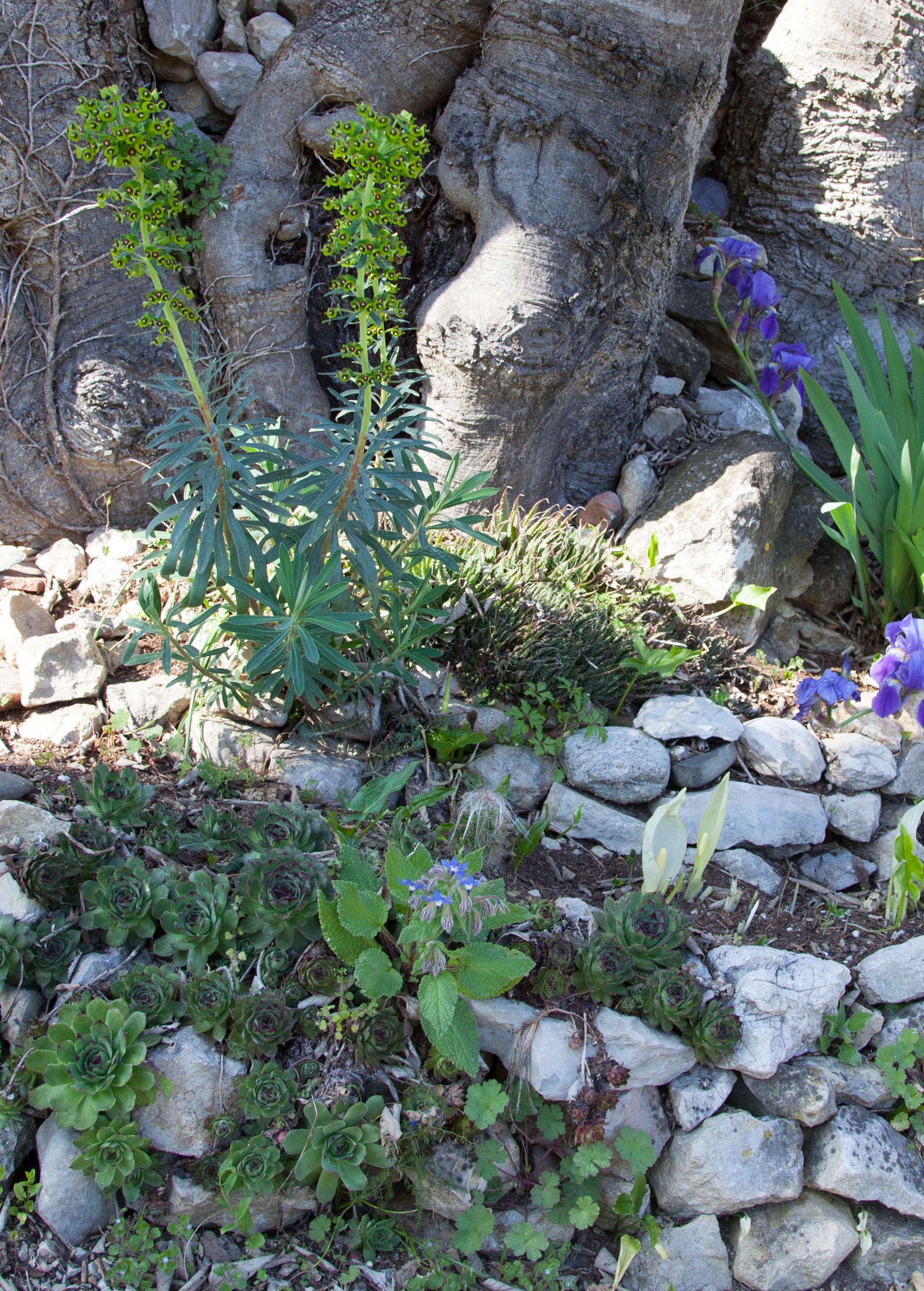 Annexe arum_IMG_3675.jpg