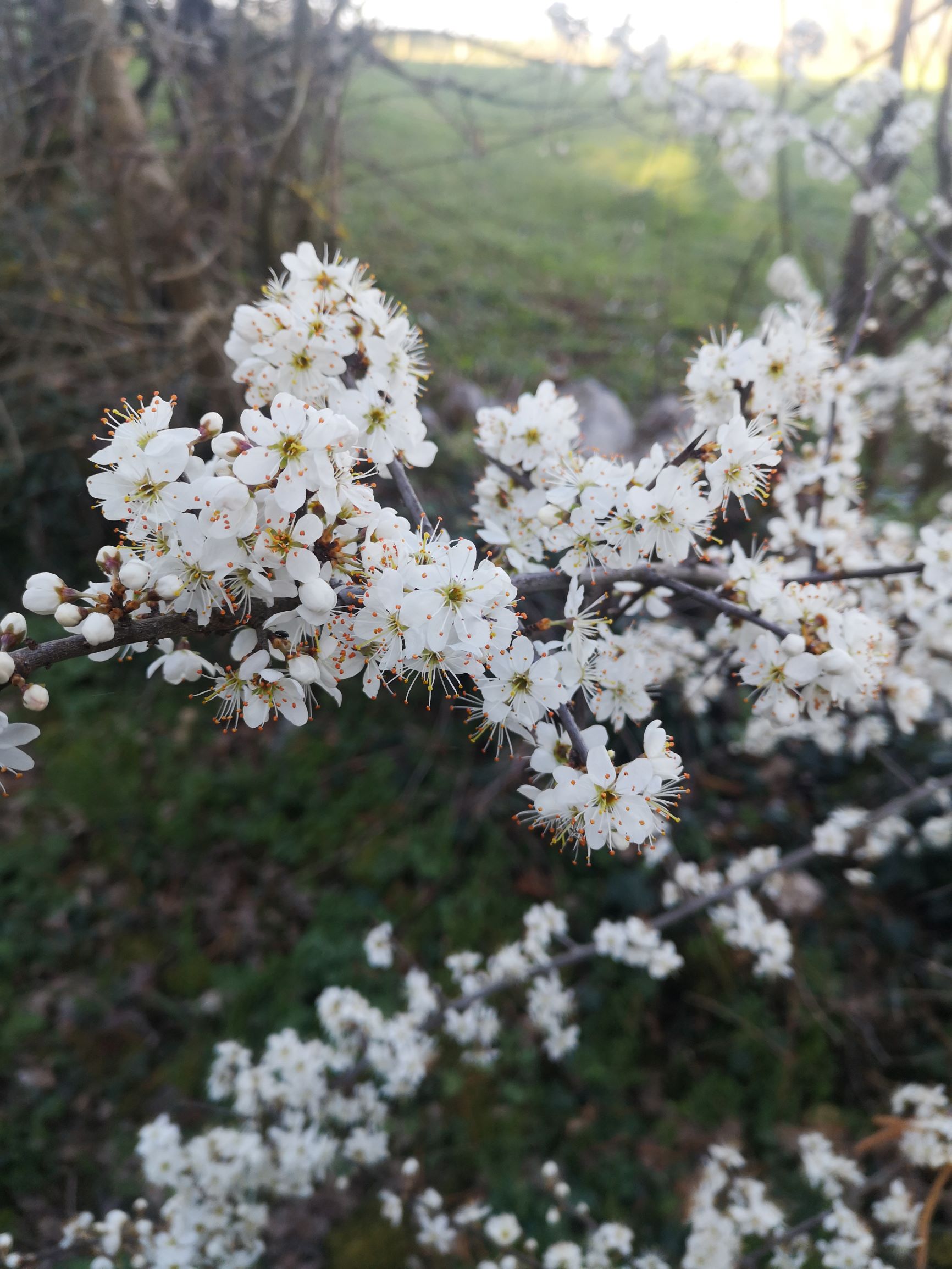 Annexe IMG_20200315_173049 bis.jpg