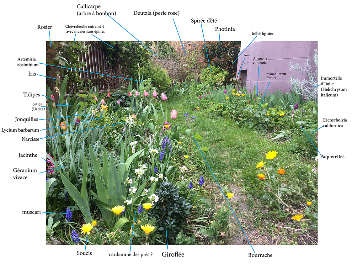 Annexe jardin 29 mars 2020.jpg