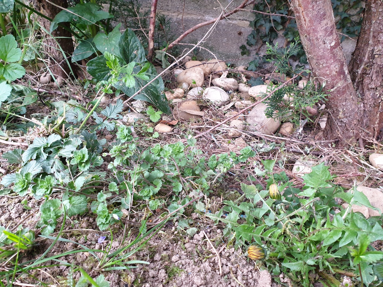 Annexe Activité 2 Séquence 1 Observer .jpeg