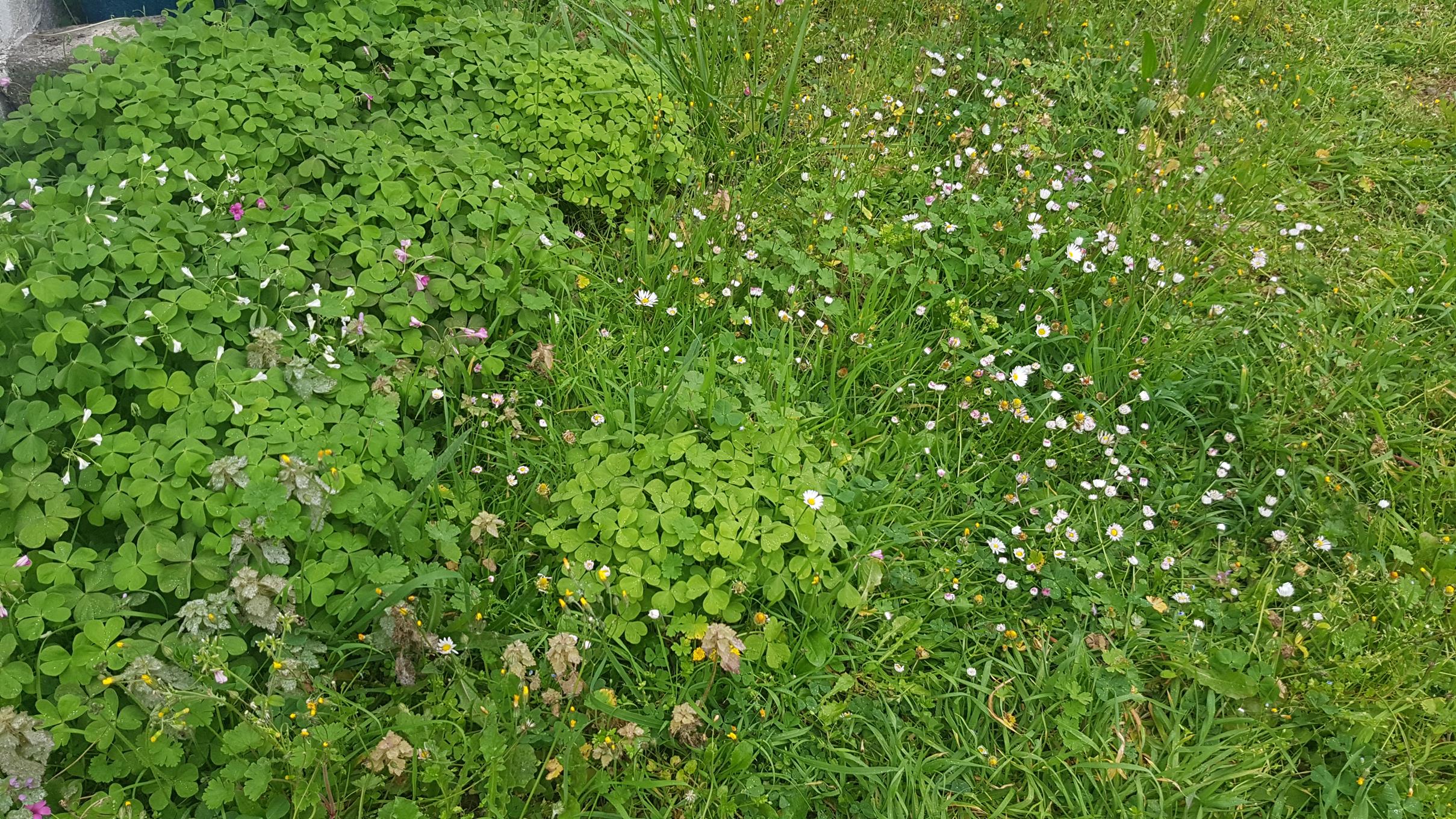 Annexe Diversité au jardin.jpg