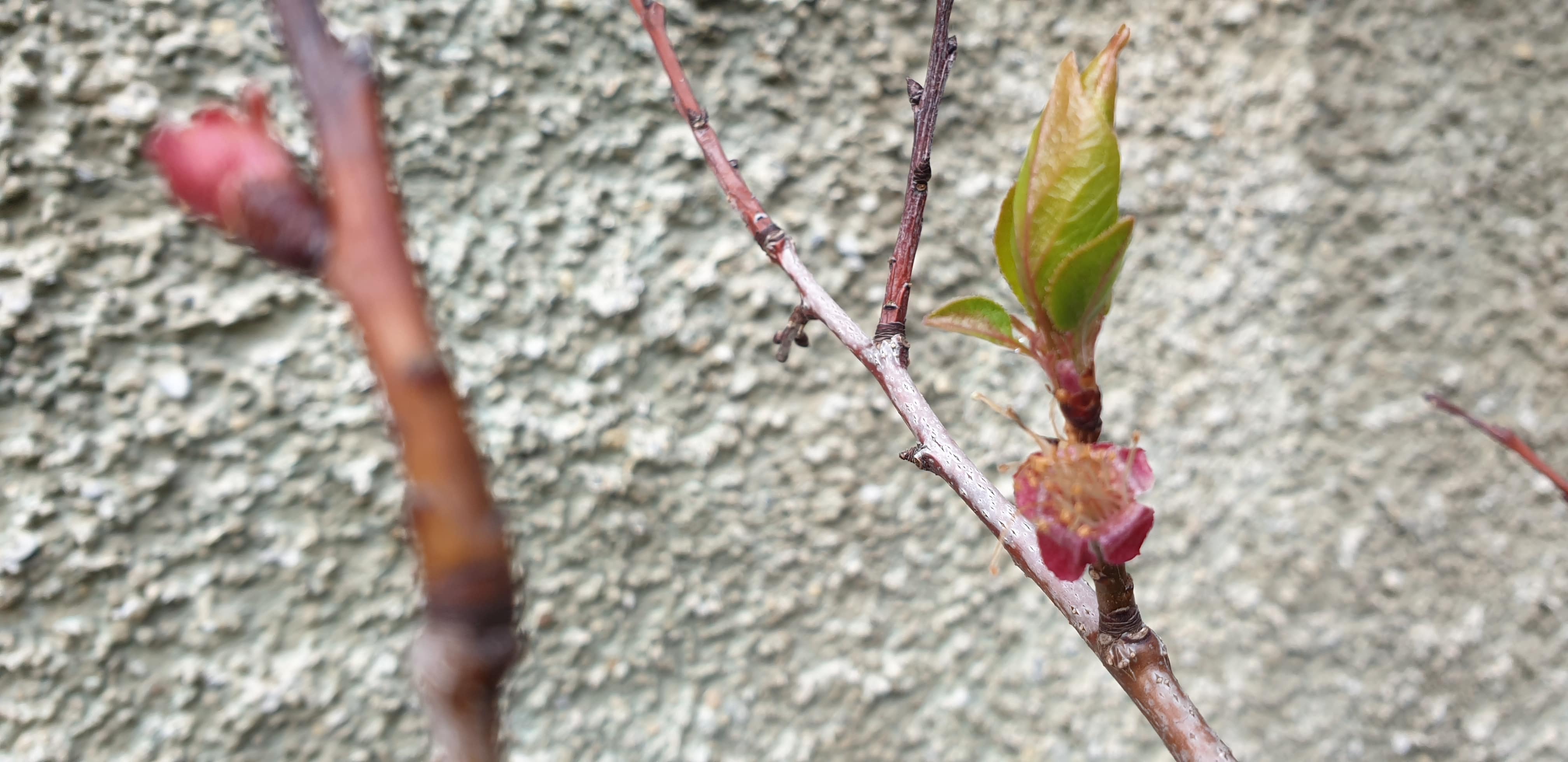 Annexe abricotier-min.jpg