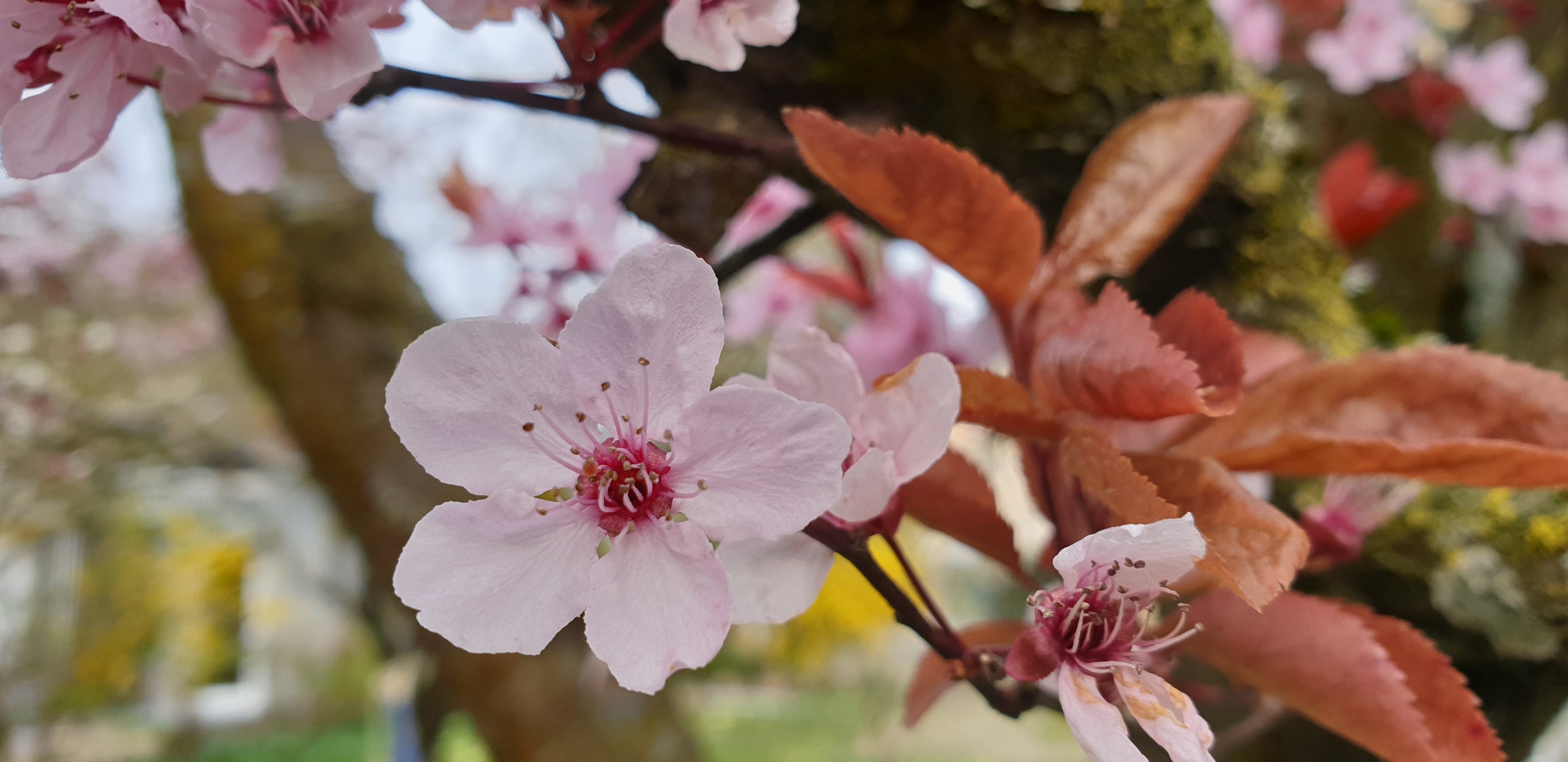 Annexe cerisier-min.jpg