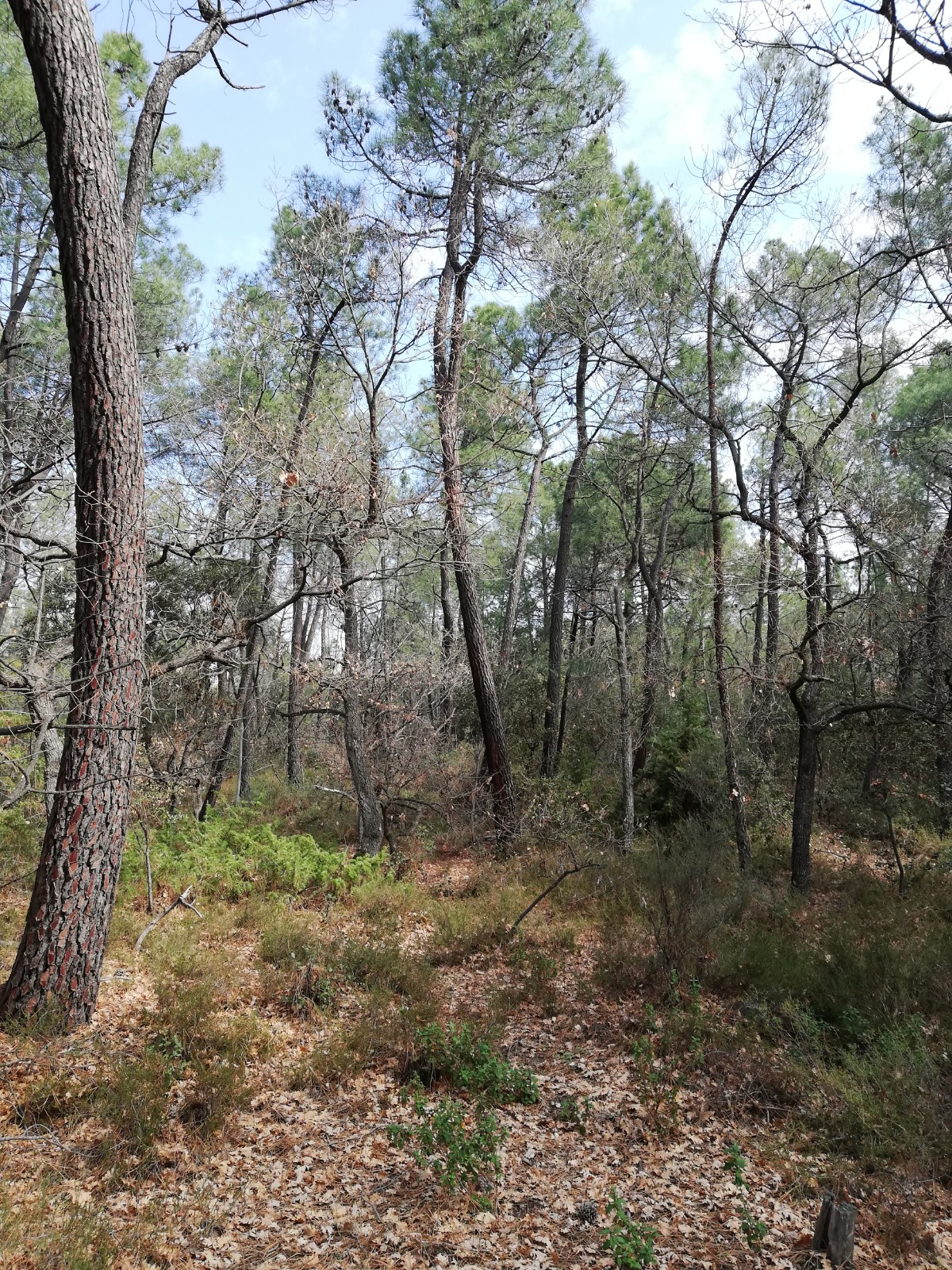 Annexe Pied du Ventoux.jpg