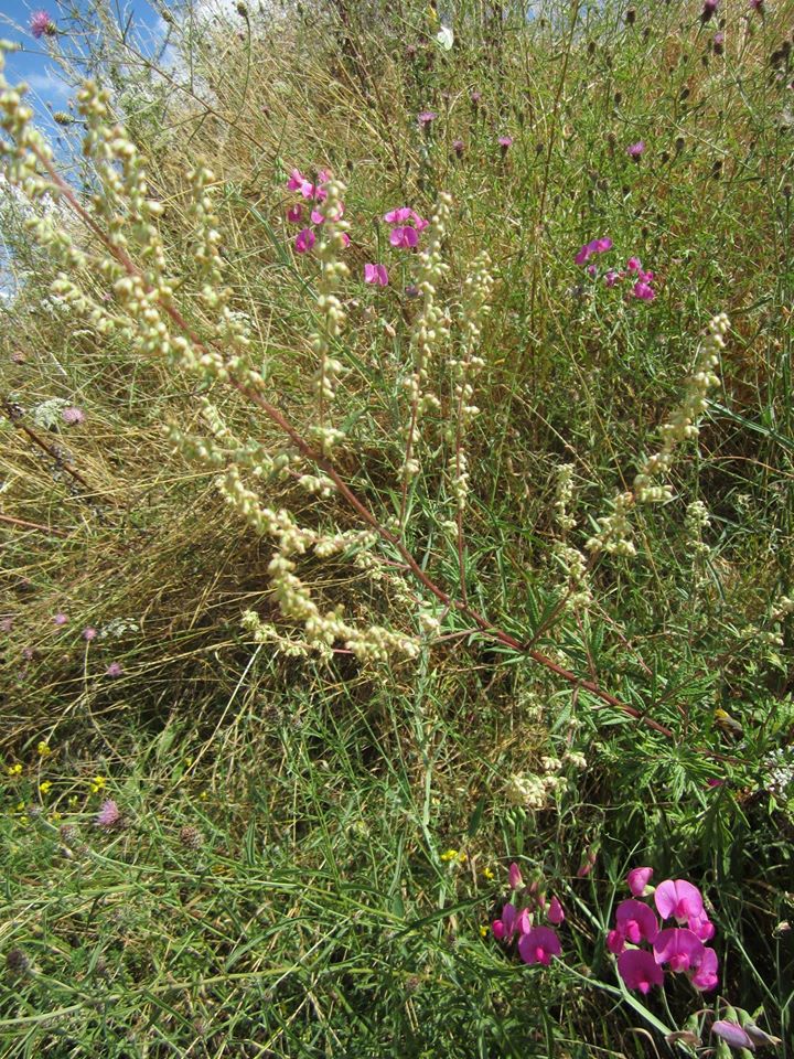 Annexe à Baisieux.jpg