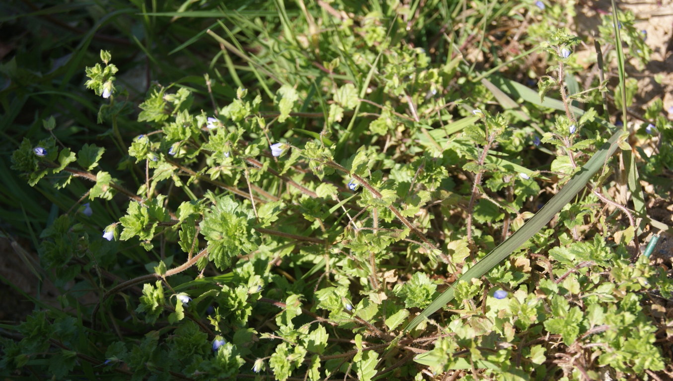 Annexe Veronica persica (fleur à 5 pétales !!)